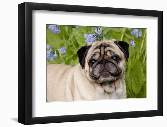 Portrait of Pug in Virginia Bluebells, Rockton, Illinois, USA-Lynn M^ Stone-Framed Photographic Print