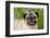 Portrait of Pug in Virginia Bluebells, Rockton, Illinois, USA-Lynn M^ Stone-Framed Photographic Print