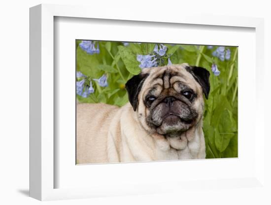 Portrait of Pug in Virginia Bluebells, Rockton, Illinois, USA-Lynn M^ Stone-Framed Photographic Print