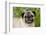 Portrait of Pug in Virginia Bluebells, Rockton, Illinois, USA-Lynn M^ Stone-Framed Photographic Print