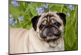 Portrait of Pug in Virginia Bluebells, Rockton, Illinois, USA-Lynn M^ Stone-Mounted Photographic Print