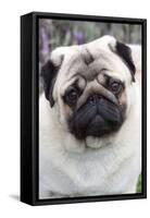 Portrait of Pug Standing at Edge of Garden Shrubbery, Santa Ynez, California-Lynn M^ Stone-Framed Stretched Canvas