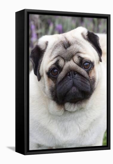 Portrait of Pug Standing at Edge of Garden Shrubbery, Santa Ynez, California-Lynn M^ Stone-Framed Stretched Canvas