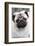 Portrait of Pug Standing at Edge of Garden Shrubbery, Santa Ynez, California-Lynn M^ Stone-Framed Photographic Print