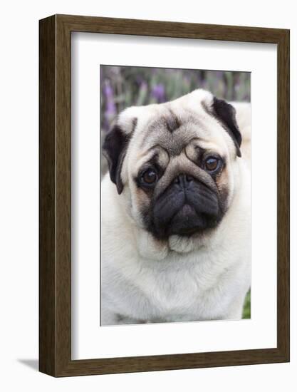 Portrait of Pug Standing at Edge of Garden Shrubbery, Santa Ynez, California-Lynn M^ Stone-Framed Photographic Print