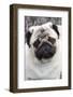 Portrait of Pug Standing at Edge of Garden Shrubbery, Santa Ynez, California-Lynn M^ Stone-Framed Photographic Print