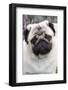 Portrait of Pug Standing at Edge of Garden Shrubbery, Santa Ynez, California-Lynn M^ Stone-Framed Photographic Print