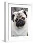 Portrait of Pug Standing at Edge of Garden Shrubbery, Santa Ynez, California-Lynn M^ Stone-Framed Photographic Print