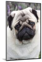 Portrait of Pug Standing at Edge of Garden Shrubbery, Santa Ynez, California-Lynn M^ Stone-Mounted Photographic Print