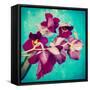 Portrait of Purple Miltonia Orchid on Turqoise Background-Alaya Gadeh-Framed Stretched Canvas