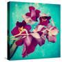 Portrait of Purple Miltonia Orchid on Turqoise Background-Alaya Gadeh-Stretched Canvas