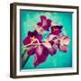 Portrait of Purple Miltonia Orchid on Turqoise Background-Alaya Gadeh-Framed Photographic Print