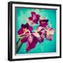 Portrait of Purple Miltonia Orchid on Turqoise Background-Alaya Gadeh-Framed Photographic Print