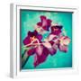 Portrait of Purple Miltonia Orchid on Turqoise Background-Alaya Gadeh-Framed Photographic Print