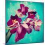 Portrait of Purple Miltonia Orchid on Turqoise Background-Alaya Gadeh-Mounted Photographic Print