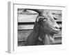 Portrait of "Red", a Judas Goat Who Leads Sheep into the Slaughter House-William Vandivert-Framed Photographic Print