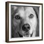 Portrait of Red Bone Coon Mix Dog-Panoramic Images-Framed Photographic Print