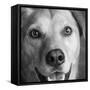 Portrait of Red Bone Coon Mix Dog-Panoramic Images-Framed Stretched Canvas