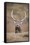 Portrait of Red Deer (Cervus Elaphus) Stag, Lochaber, West Highlands, Scotland, February-Mark Hamblin-Framed Stretched Canvas