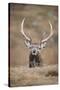 Portrait of Red Deer (Cervus Elaphus) Stag, Lochaber, West Highlands, Scotland, February-Mark Hamblin-Stretched Canvas