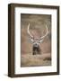 Portrait of Red Deer (Cervus Elaphus) Stag, Lochaber, West Highlands, Scotland, February-Mark Hamblin-Framed Photographic Print