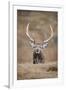 Portrait of Red Deer (Cervus Elaphus) Stag, Lochaber, West Highlands, Scotland, February-Mark Hamblin-Framed Photographic Print