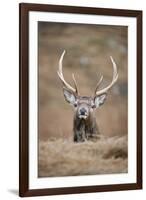 Portrait of Red Deer (Cervus Elaphus) Stag, Lochaber, West Highlands, Scotland, February-Mark Hamblin-Framed Photographic Print