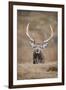 Portrait of Red Deer (Cervus Elaphus) Stag, Lochaber, West Highlands, Scotland, February-Mark Hamblin-Framed Photographic Print