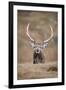 Portrait of Red Deer (Cervus Elaphus) Stag, Lochaber, West Highlands, Scotland, February-Mark Hamblin-Framed Photographic Print