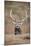 Portrait of Red Deer (Cervus Elaphus) Stag, Lochaber, West Highlands, Scotland, February-Mark Hamblin-Mounted Photographic Print