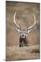 Portrait of Red Deer (Cervus Elaphus) Stag, Lochaber, West Highlands, Scotland, February-Mark Hamblin-Mounted Photographic Print