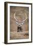 Portrait of Red Deer (Cervus Elaphus) Stag, Lochaber, West Highlands, Scotland, February-Mark Hamblin-Framed Photographic Print