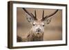 Portrait of Red Deer (Cervus Elaphus) Stag, Lochaber, West Highlands, Scotland, February-Mark Hamblin-Framed Photographic Print