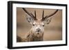 Portrait of Red Deer (Cervus Elaphus) Stag, Lochaber, West Highlands, Scotland, February-Mark Hamblin-Framed Photographic Print