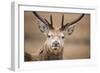 Portrait of Red Deer (Cervus Elaphus) Stag, Lochaber, West Highlands, Scotland, February-Mark Hamblin-Framed Photographic Print