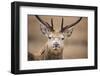 Portrait of Red Deer (Cervus Elaphus) Stag, Lochaber, West Highlands, Scotland, February-Mark Hamblin-Framed Photographic Print