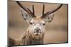 Portrait of Red Deer (Cervus Elaphus) Stag, Lochaber, West Highlands, Scotland, February-Mark Hamblin-Mounted Photographic Print