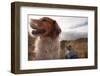 Portrait of Red Dog with Sun on its Face Resting with its Owner in Wilderness Area-S Curtis-Framed Photographic Print