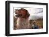 Portrait of Red Dog with Sun on its Face Resting with its Owner in Wilderness Area-S Curtis-Framed Photographic Print