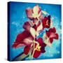 Portrait of Red Miltonia Orchid on Blue Background-Alaya Gadeh-Stretched Canvas