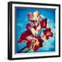 Portrait of Red Miltonia Orchid on Blue Background-Alaya Gadeh-Framed Photographic Print