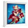 Portrait of Red Miltonia Orchid on Blue Background-Alaya Gadeh-Framed Photographic Print