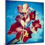 Portrait of Red Miltonia Orchid on Blue Background-Alaya Gadeh-Mounted Photographic Print