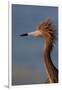 Portrait of Reddish Egret (Egretta Rufescens)-Lynn M^ Stone-Framed Premium Photographic Print