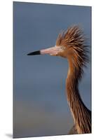 Portrait of Reddish Egret (Egretta Rufescens)-Lynn M^ Stone-Mounted Premium Photographic Print