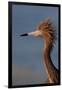 Portrait of Reddish Egret (Egretta Rufescens)-Lynn M^ Stone-Framed Premium Photographic Print