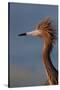 Portrait of Reddish Egret (Egretta Rufescens)-Lynn M^ Stone-Stretched Canvas