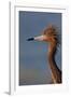 Portrait of Reddish Egret (Egretta Rufescens)-Lynn M^ Stone-Framed Photographic Print