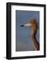 Portrait of Reddish Egret (Egretta Rufescens)-Lynn M^ Stone-Framed Photographic Print