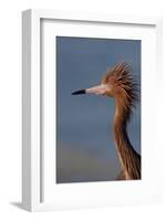 Portrait of Reddish Egret (Egretta Rufescens)-Lynn M^ Stone-Framed Photographic Print